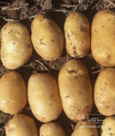 فروش سیب زمینی اگریا