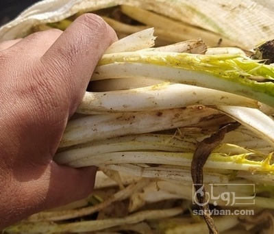 فروش کنگر کوهی (گیاه‌ دارویی)