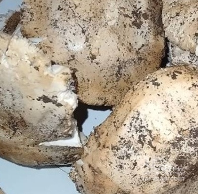 فروش قارچ سفید کوهی