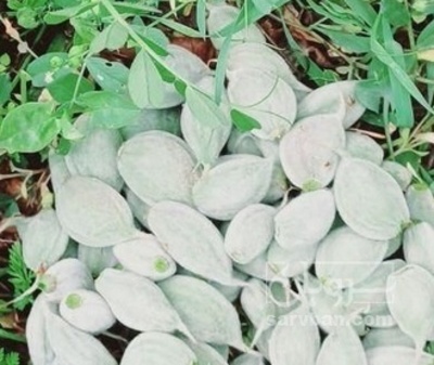 فروش چغاله بادام