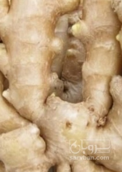 فروش زنجبیل (گیاه‌ دارویی)