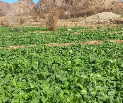 فروش اسفناج