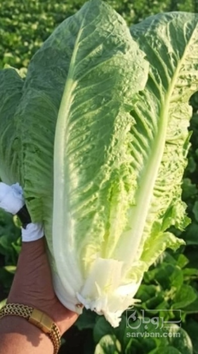 فروش کاهو ایرانی - رومانو