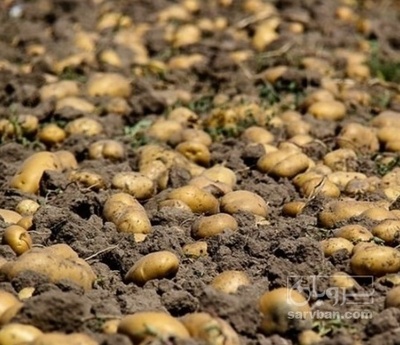 فروش سیب زمینی پانامرا