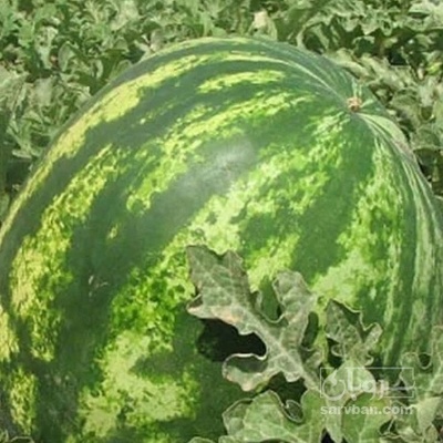 فروش هندوانه گرد