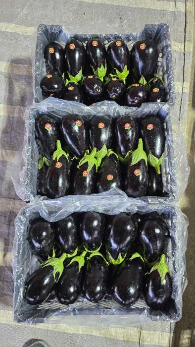 فروش بادمجان