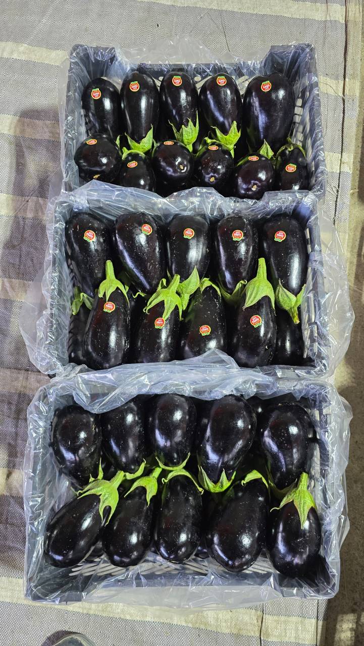 فروش بادمجان