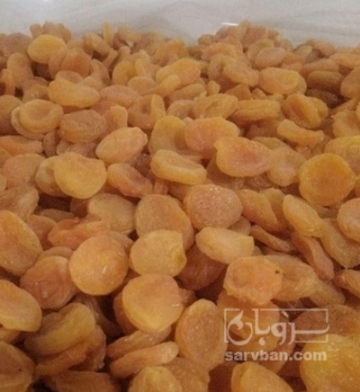 فروش برگه قیسی