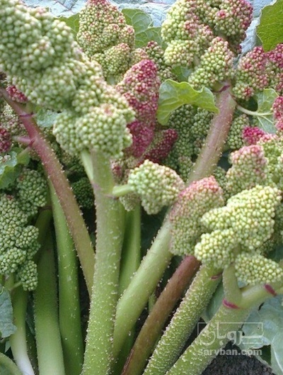 فروش ریواس(گل ریواس) (گیاه‌ دارویی)