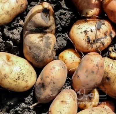 فروش سیب زمینی جلی بذری