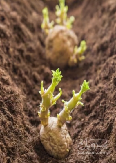 فروش سیب زمینی بذری اگریا