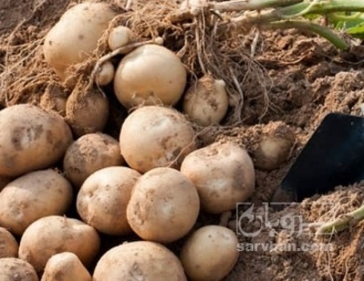 فروش سیب زمینی بذری کارلیا