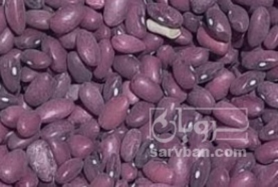 فروش لوبیا قرمز
