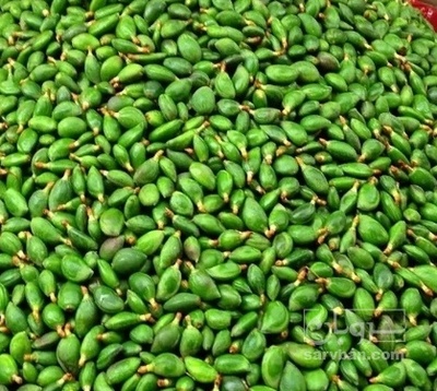 فروش چغاله بادام