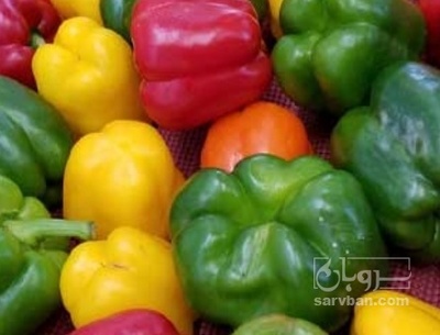 فروش فلفل دلمه ای رنگی
