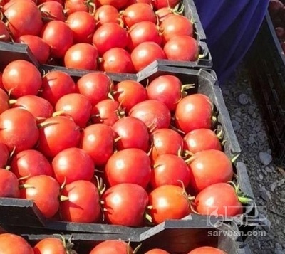 فروش گوجه فرنگی