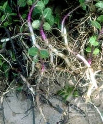 فروش  ریشه نعناع