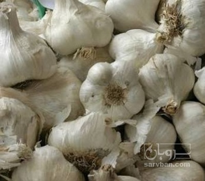 فروش سیر صادراتی