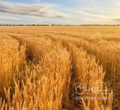 فروش گندم