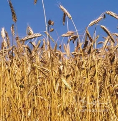 فروش گندم