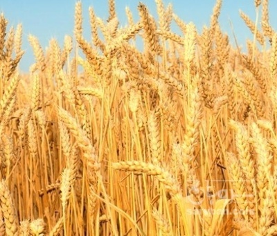 فروش گندم