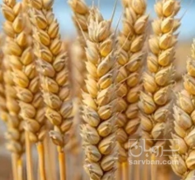 فروش گندم