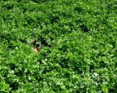 فروش جعفری تازه هکتاری