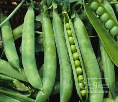 فروش نخود فرنگی با قلاف نوبرانه