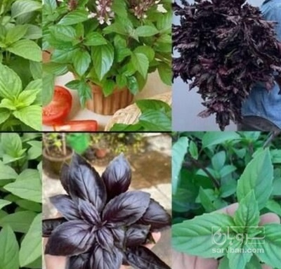 فروش ریحان گلخانه ایی