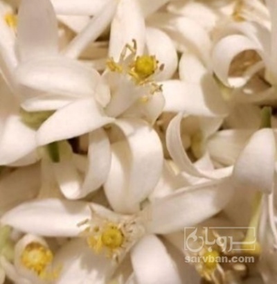 فروش بهارنارنج (گیاه‌ دارویی)