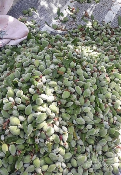 فروش چغاله بادام