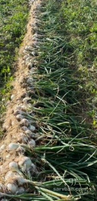 فروش پیاز سفید