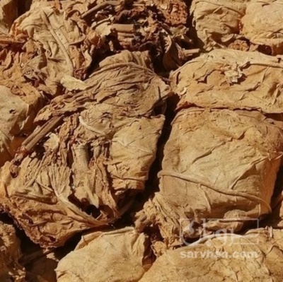 فروش تنباکو کوهی (گیاه‌ دارویی)