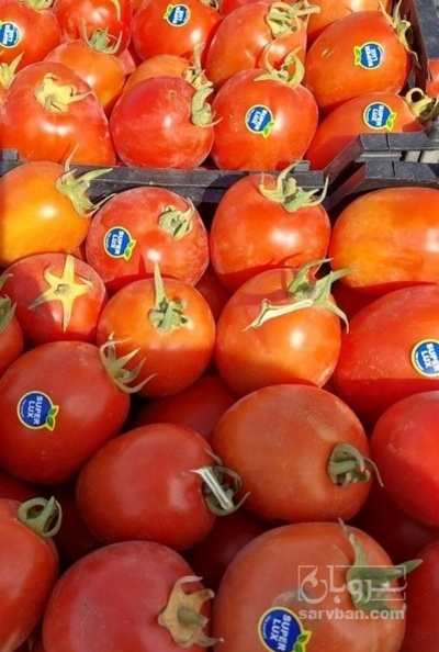 فروش گوجه فرنگی4129