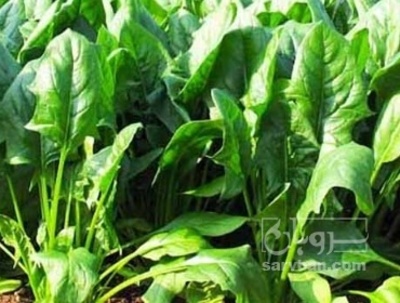 فروش اسفناج