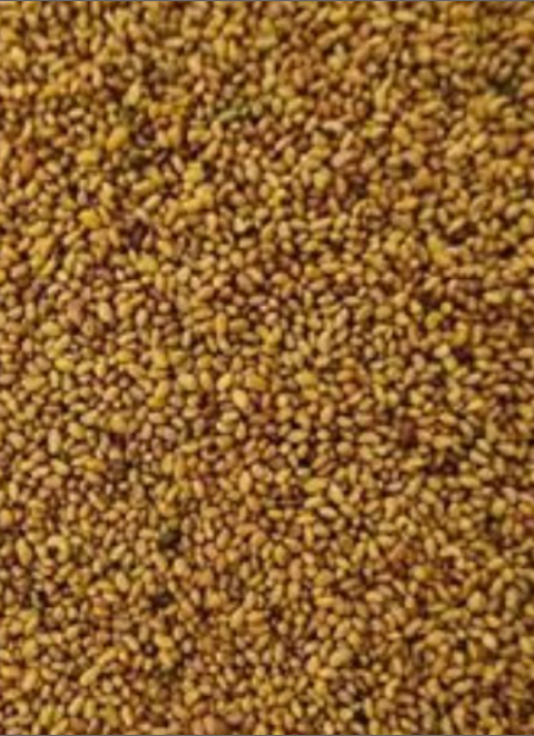 فروش بذر یونجه