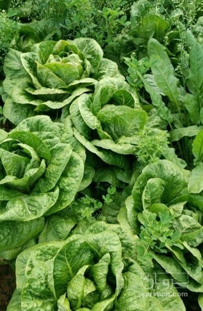 فروش کاهو ایرانی - رومانو