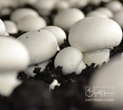 فروش قارچ دکمه ای