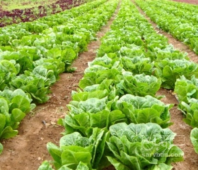 فروش کاهو ایرانی - رومانو