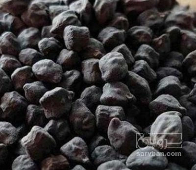 فروش نخود کفتری - لپه