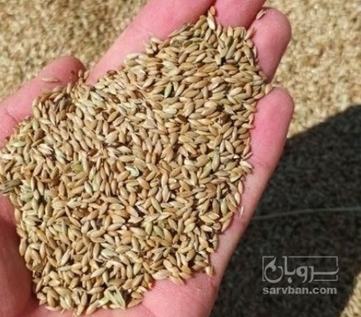 فروش کتان (گیاه الیافی)