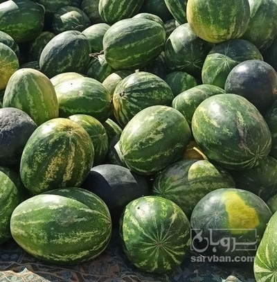 فروش هندوانه بیضی