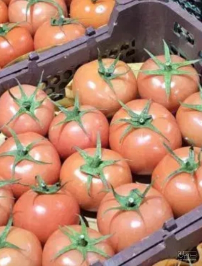 فروش گوجه فرنگی