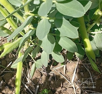 فروش باقلا هکتاری