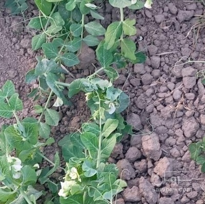 فروش نخود فرنگی هکتاری