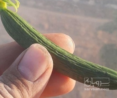 فروش خیار محلی