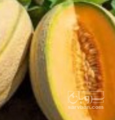 فروش طالبی جانا