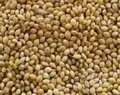 فروش ارزن
