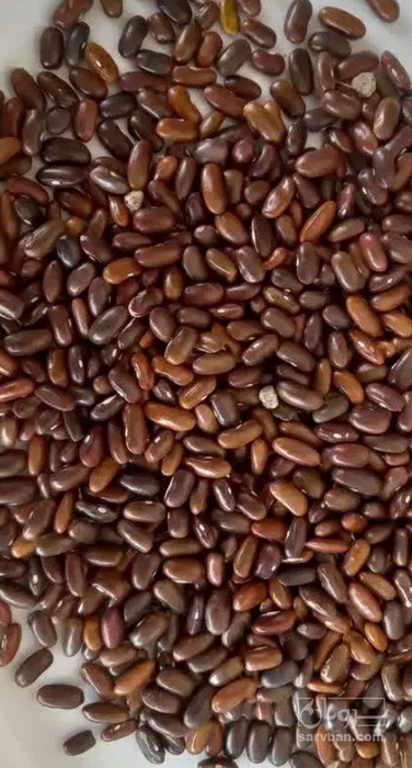 فروش بذرلوبیا سبز