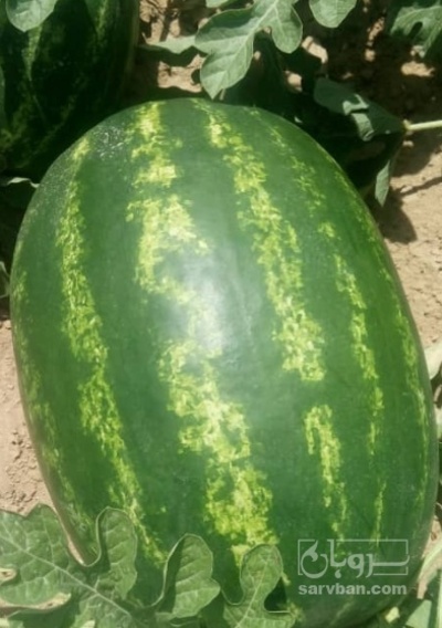 فروش هندوانه بیضی